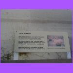 Little Bluestem Sign.jpg